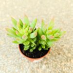 Sedum Morganarium S - obrazek 5