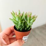 Sedum Morganarium S - obrazek 4