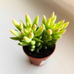 Sedum Morganarium S - obrazek 3