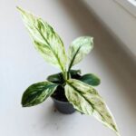 Skrzydłokwiat / Spathiphyllum SENSATION VARIEGATA maluch