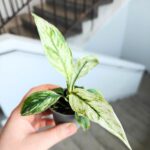 Skrzydłokwiat / Spathiphyllum SENSATION VARIEGATA maluch - obrazek 6