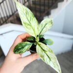 Skrzydłokwiat / Spathiphyllum SENSATION VARIEGATA maluch - obrazek 5