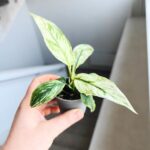 Skrzydłokwiat / Spathiphyllum SENSATION VARIEGATA maluch - obrazek 4