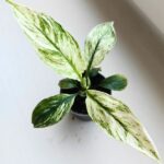 Skrzydłokwiat / Spathiphyllum SENSATION VARIEGATA maluch - obrazek 3
