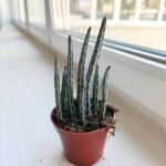 Stapelia Stapeliiformis - obrazek 2