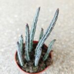 Stapelia Stapeliiformis - obrazek 6