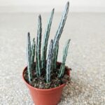 Stapelia Stapeliiformis - obrazek 5