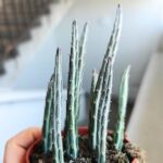 Stapelia Stapeliiformis - obrazek 4