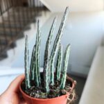 Stapelia Stapeliiformis