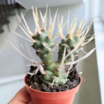 Tephrocactus papyracanthus