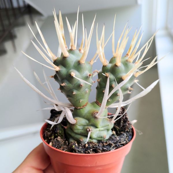 tephrocactus papyracanthus (1) Tephrocactus papyracanthus - obrazek 1