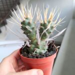 Tephrocactus papyracanthus - obrazek 7