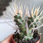 Tephrocactus papyracanthus - obrazek 6