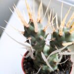 Tephrocactus papyracanthus - obrazek 5