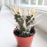 Tephrocactus papyracanthus - obrazek 4