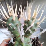 Tephrocactus papyracanthus - obrazek 3
