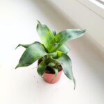 Vriesea Nova - obrazek 2