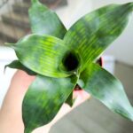 Vriesea Nova - obrazek 5