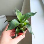Vriesea Nova - obrazek 4