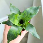 Vriesea Nova