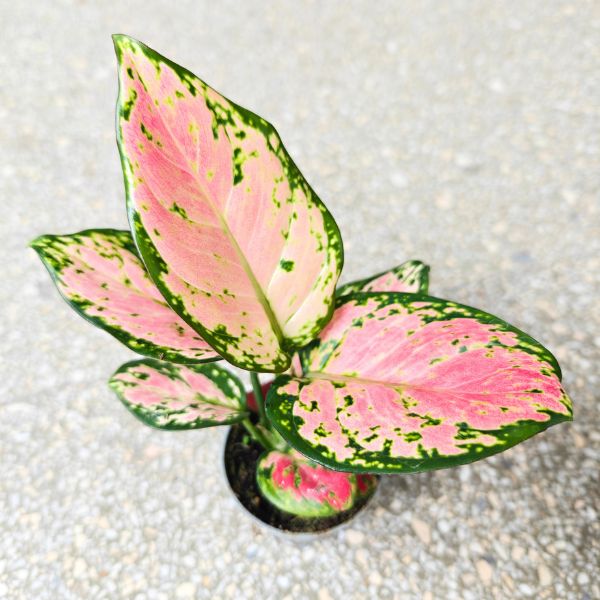 aglaonema pink valentine (1) Aglaonema Pink Valentine maluch - obrazek 1