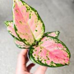 Aglaonema Pink Valentine maluch - obrazek 8