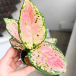 Aglaonema Pink Valentine maluch - obrazek 7