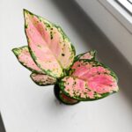Aglaonema Pink Valentine maluch - obrazek 6