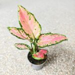 Aglaonema Pink Valentine maluch - obrazek 5