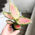 Aglaonema Pink Valentine maluch - obrazek 4