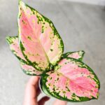 Aglaonema Pink Valentine maluch - obrazek 3
