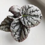 Begonia Rex Spirit of Bali - obrazek 4