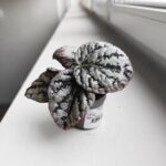 Begonia Rex Spirit of Bali - obrazek 2