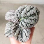Begonia Rex Spirit of Bali - obrazek 8