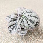 Begonia Rex Spirit of Bali