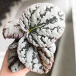 Begonia Rex Spirit of Bali - obrazek 6