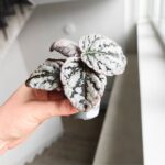 Begonia Rex Spirit of Bali - obrazek 3