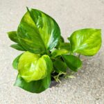 Epipremnum Lemon Top