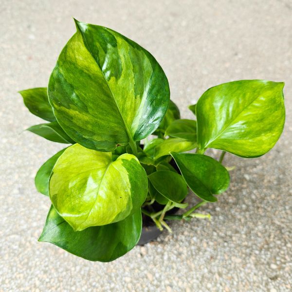 epipremnum lemon top (1) Epipremnum Lemon Top - obrazek 1