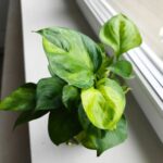 Epipremnum Lemon Top - obrazek 7