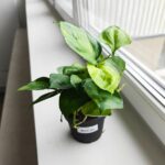 Epipremnum Lemon Top - obrazek 6