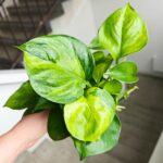 Epipremnum Lemon Top - obrazek 5