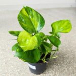 Epipremnum Lemon Top - obrazek 4