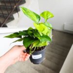 Epipremnum Lemon Top - obrazek 3