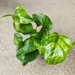 Epipremnum Marble Green