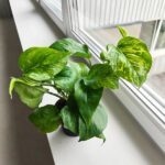 Epipremnum Marble Green - obrazek 7