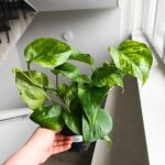 Epipremnum Marble Green - obrazek 6