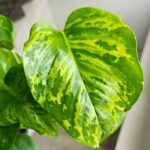 Epipremnum Marble Green - obrazek 5