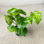 Epipremnum Marble Green - obrazek 4