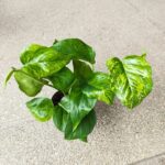 Epipremnum Marble Green - obrazek 3